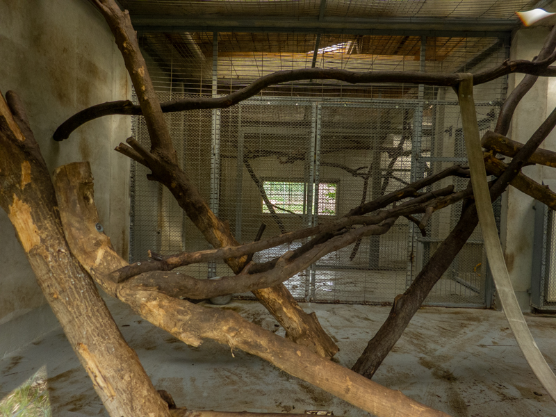 enclosure of hamadryas baboon