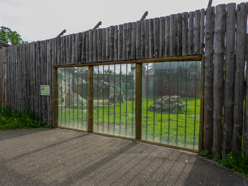enclosure of hamadryas baboon