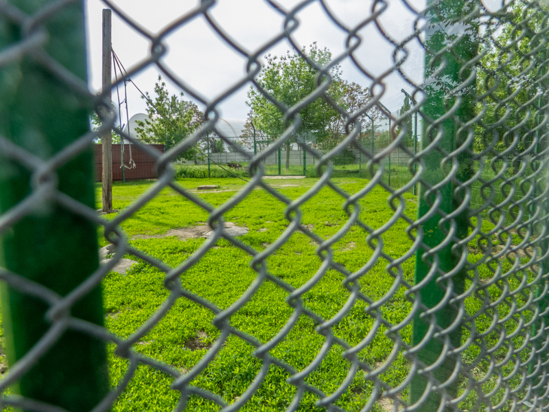 enclosure of hamadryas baboon