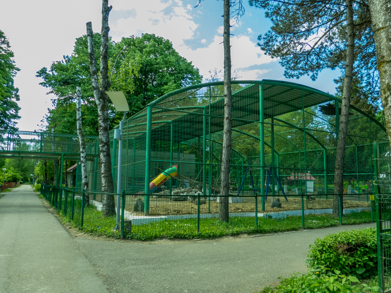 enclosure of hamadryas baboon