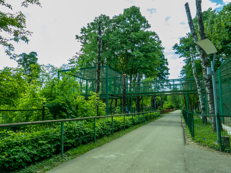 enclosure of hamadryas baboon