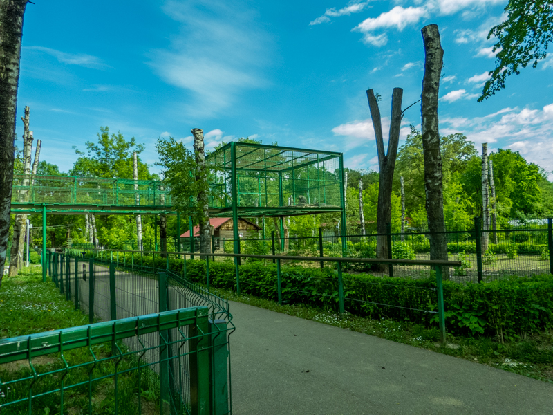enclosure of hamadryas baboon