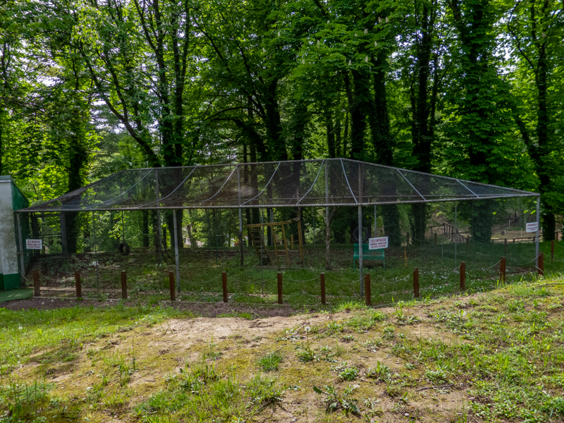 enclosure of hamadryas baboon
