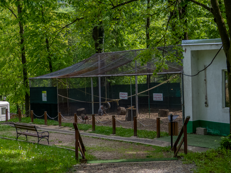 enclosure of hamadryas baboon