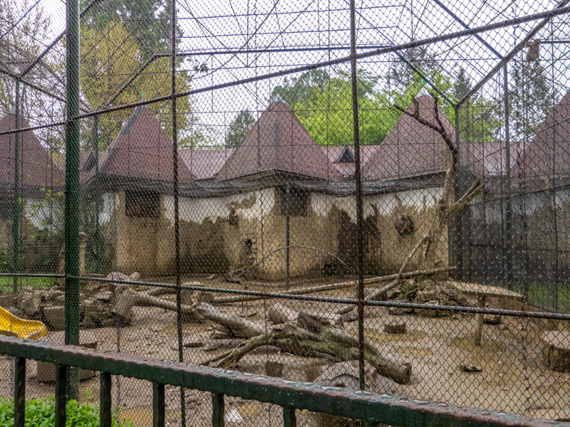 enclosure of hamadryas baboon