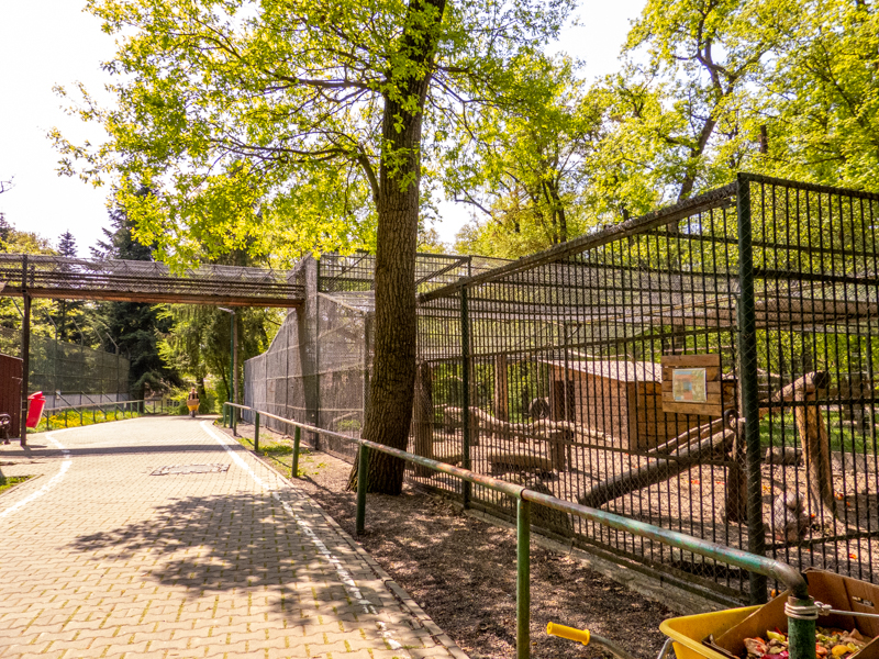 enclosure of hamadryas baboon