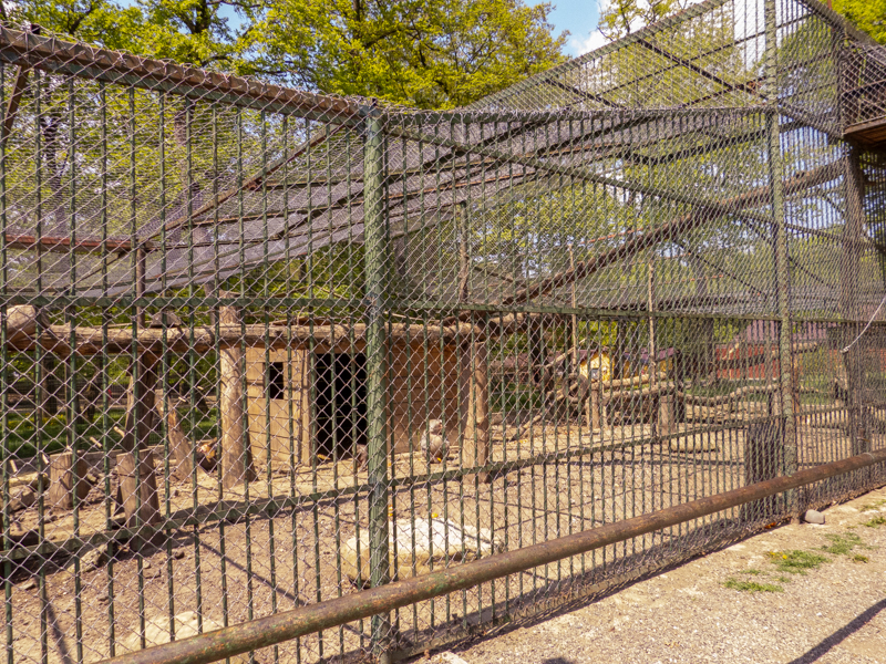 enclosure of hamadryas baboon