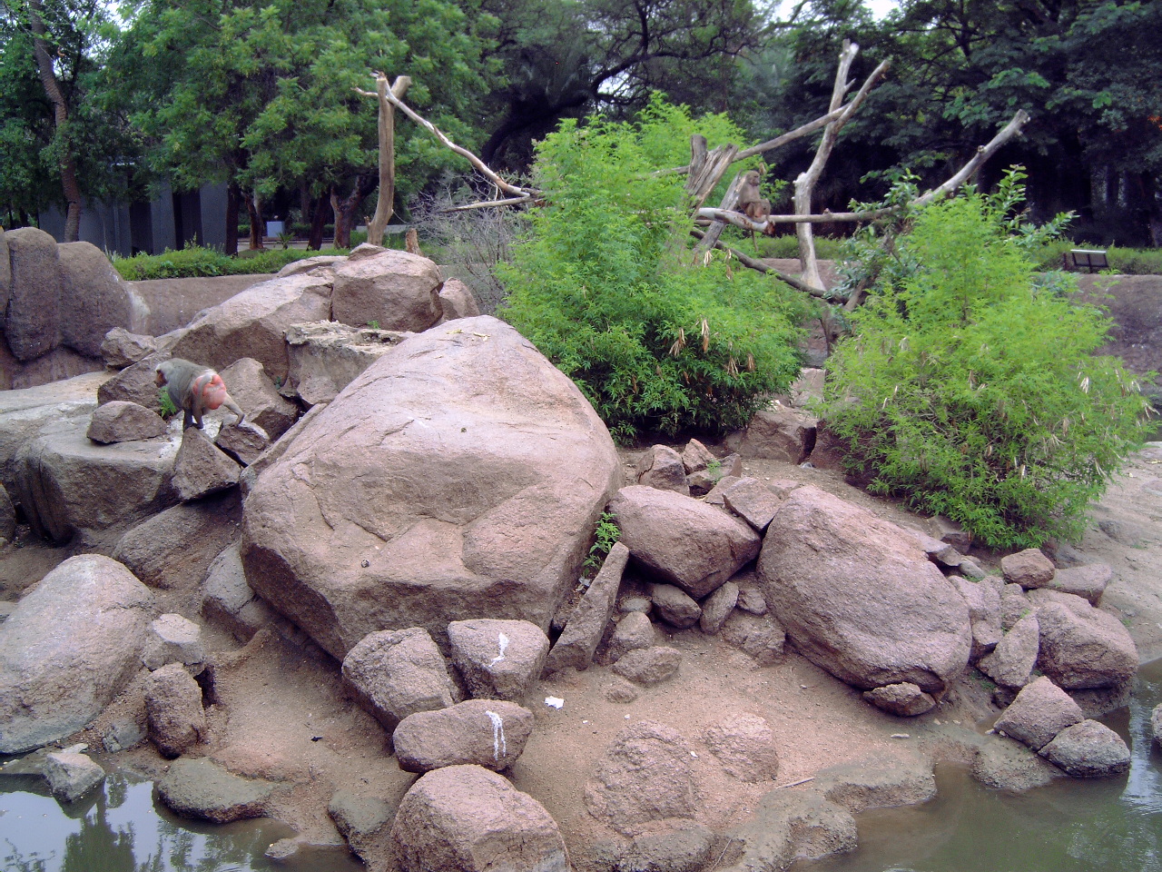 Enclosure of Hamadryas Baboons (Papio hamadryas)