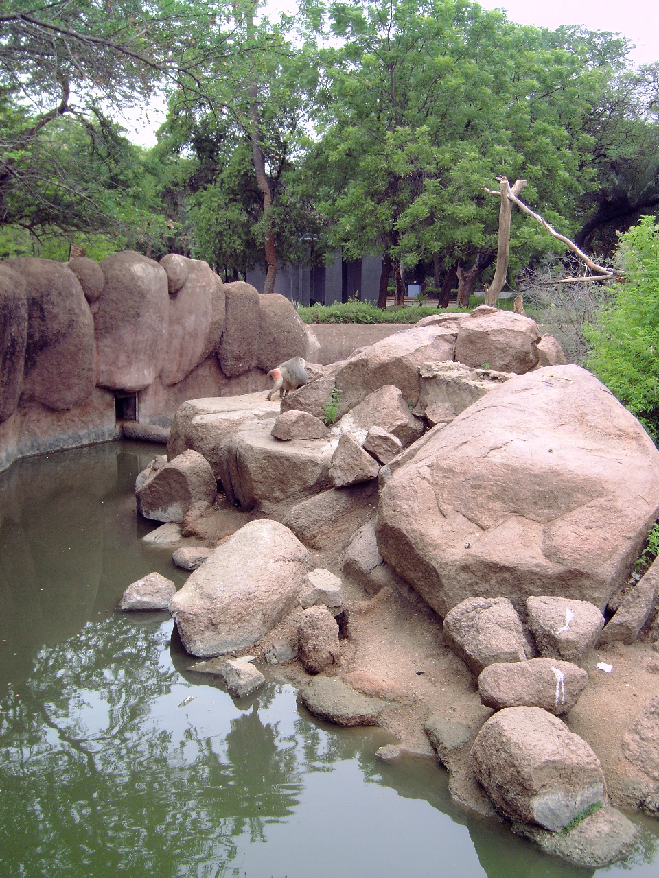 Enclosure of Hamadryas Baboons (Papio hamadryas)