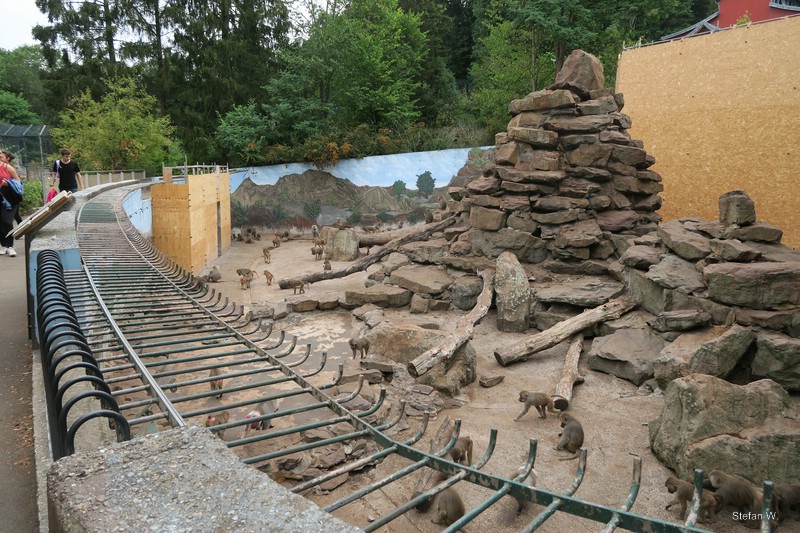 Enclosure of hamadryas baboons