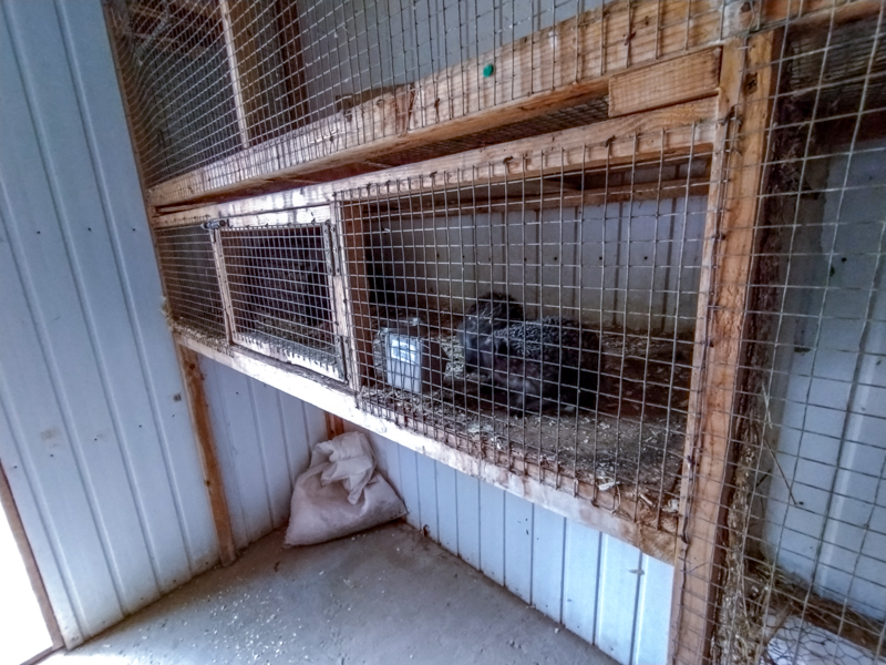 enclosure of hedgehog