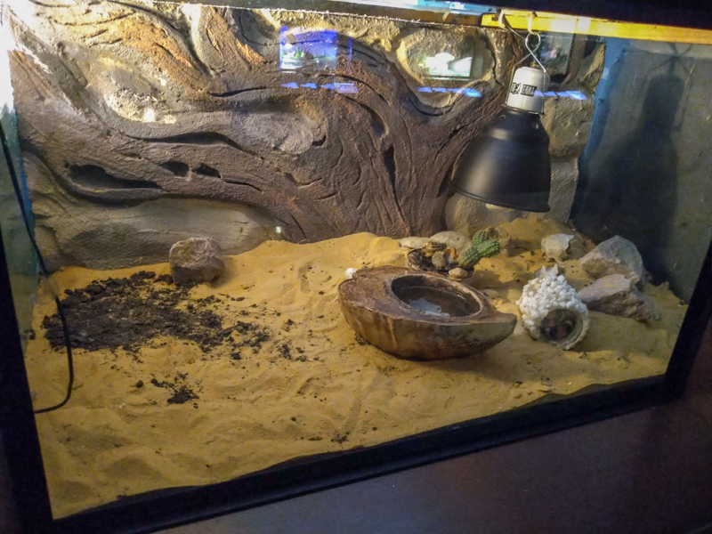 enclosure of  kingsnake