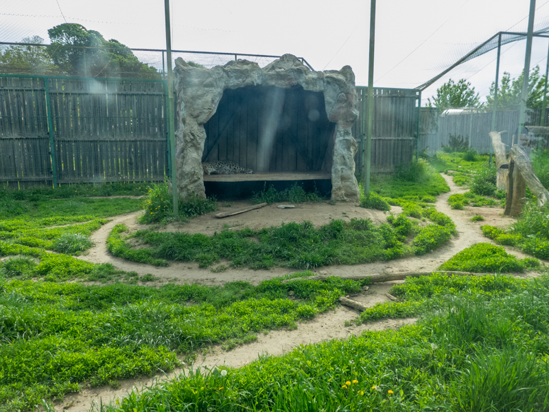 enclosure of leopard