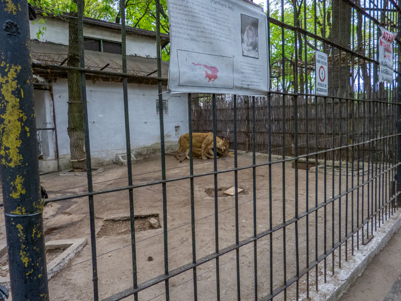 Enclosure of lion No 1