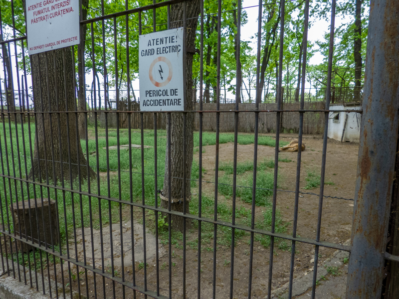 Enclosure of lion No 2