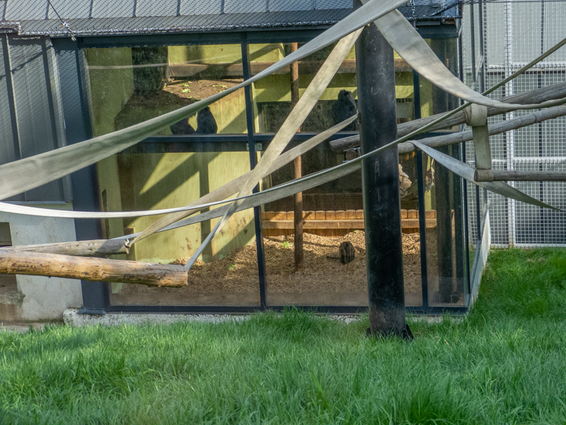 enclosure of lion-tailed macaque