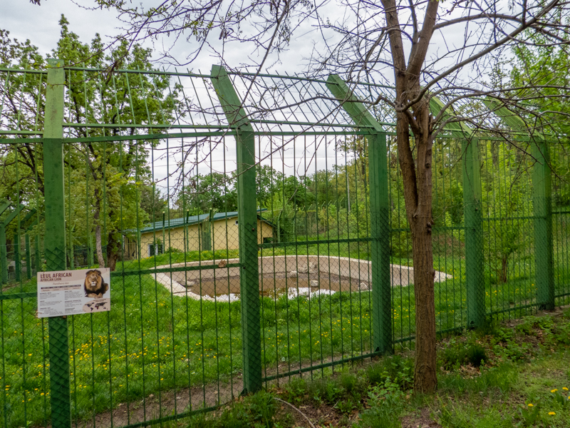 enclosure of lion