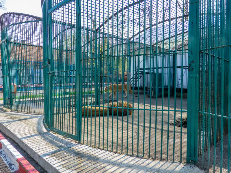 Enclosure of lion