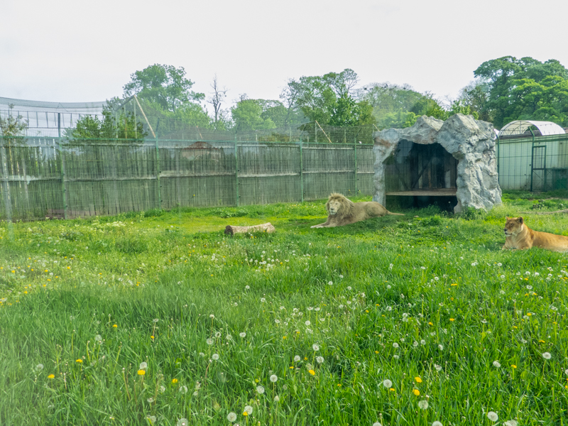 enclosure of lion