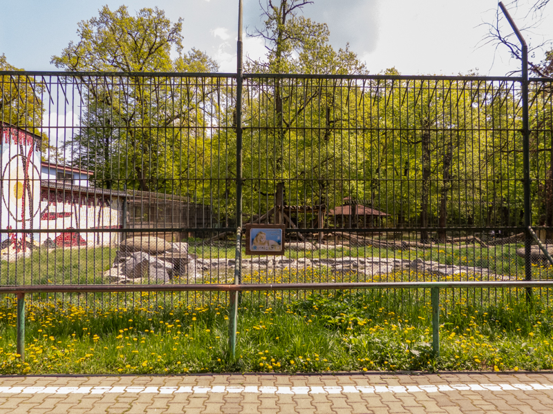 enclosure of lions #1