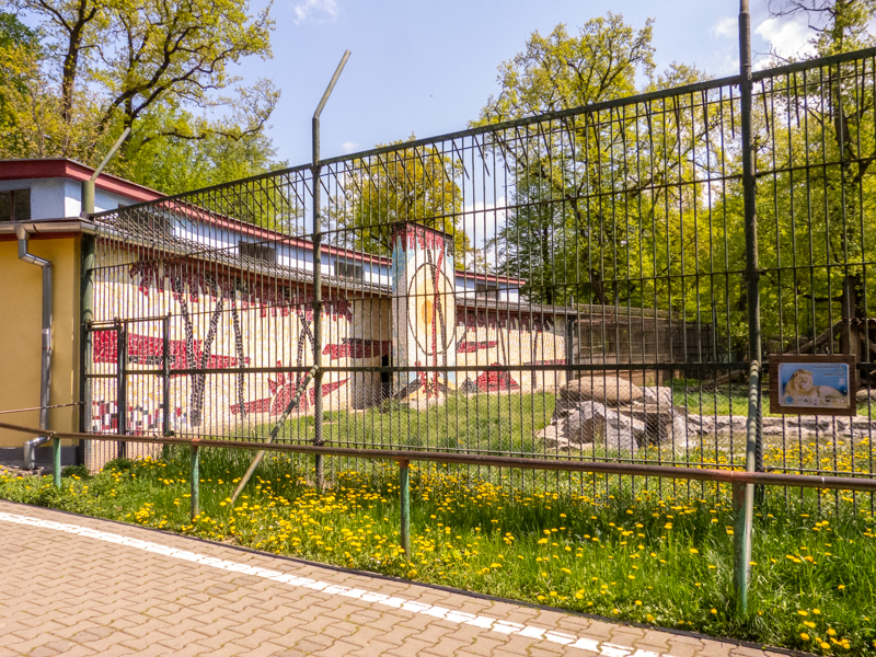 enclosure of lions #1