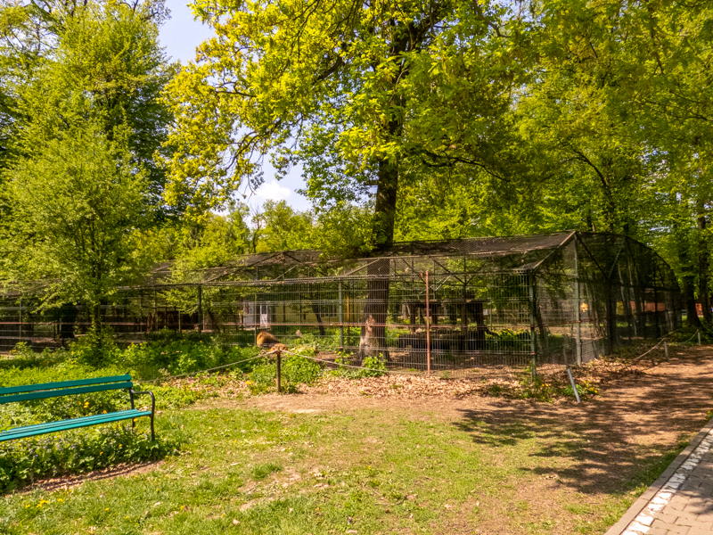 enclosure of lions #2