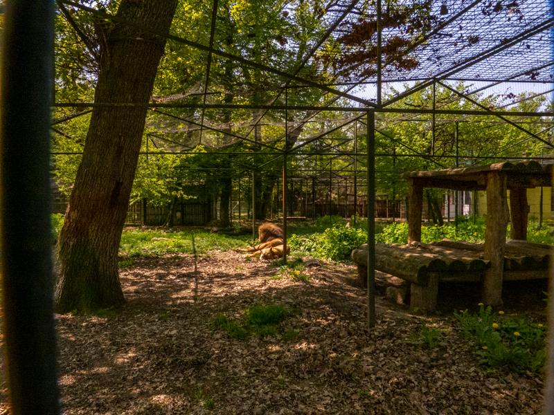 enclosure of lions #2