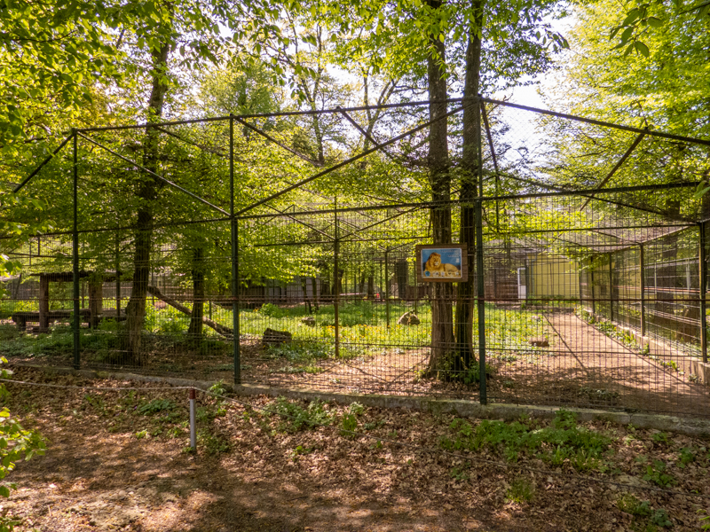 enclosure of lions #2