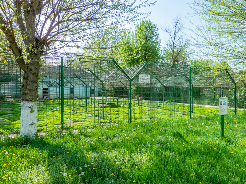 Enclosure of lions No 1