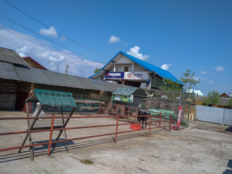 enclosure of llama and pony