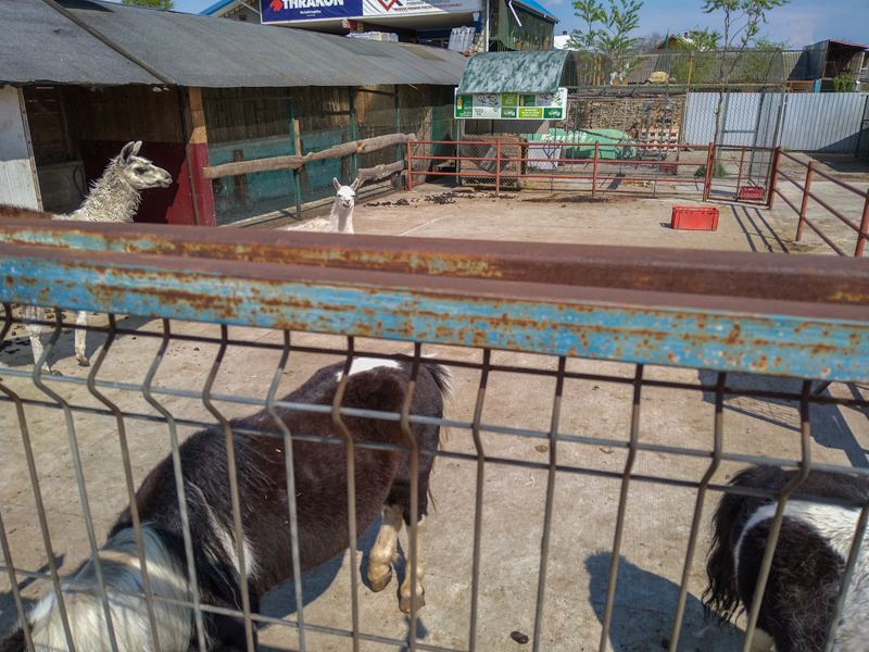 enclosure of llama and pony