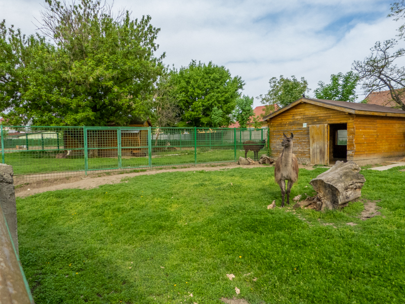 enclosure of llama
