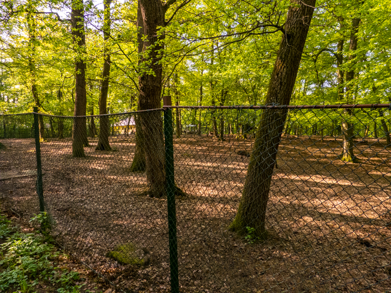 enclosure of llamas and ponies