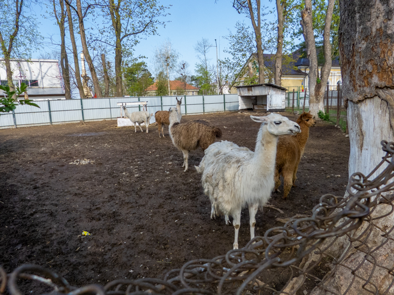 Enclosure of Llamas