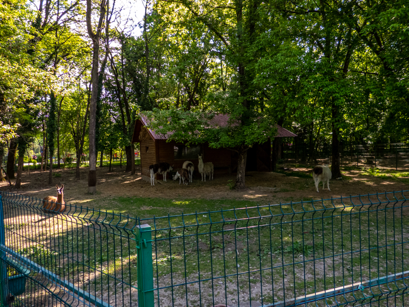 enclosure of llamas