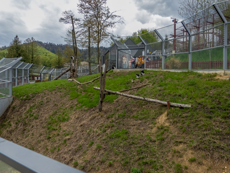 enclosure of mantled guereza