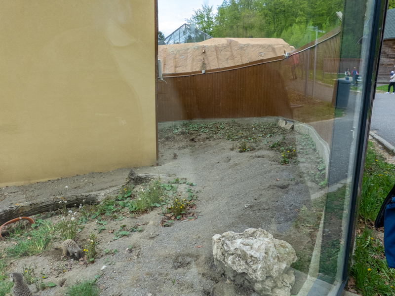 enclosure of meerkat