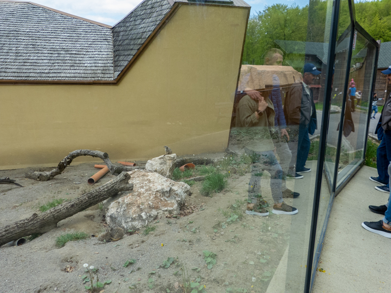 enclosure of meerkat