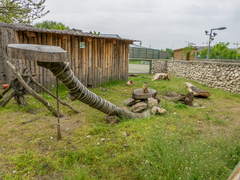 enclosure of meerkats
