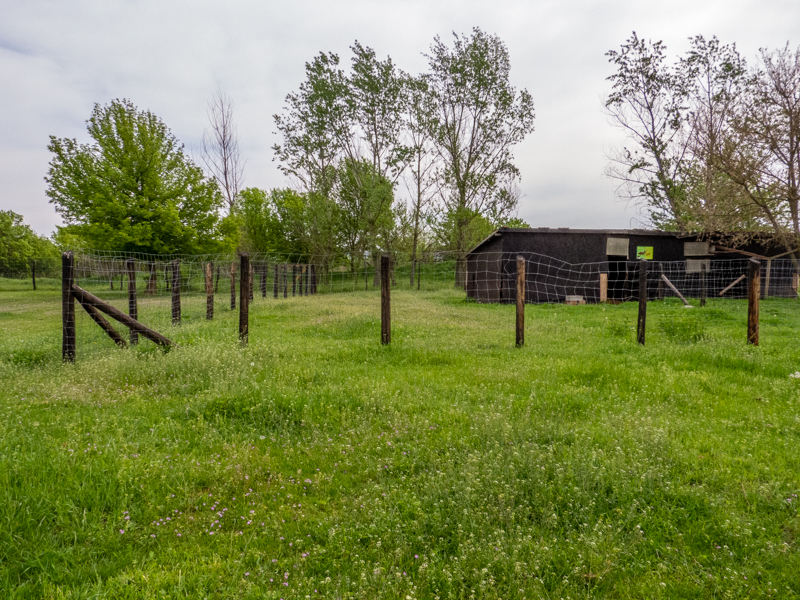 enclosure of Miniature Zebu