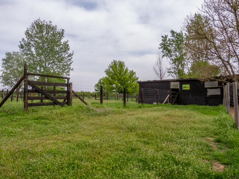 enclosure of Miniature Zebu