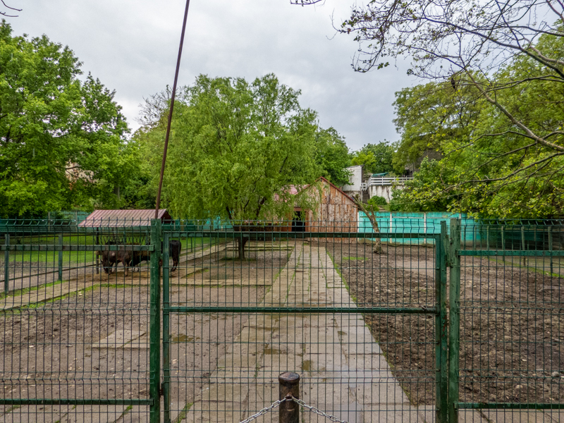 enclosure of miniture zebu