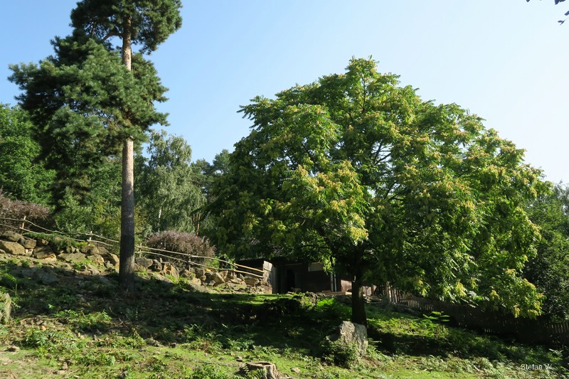 Enclosure of Mishmi Takins