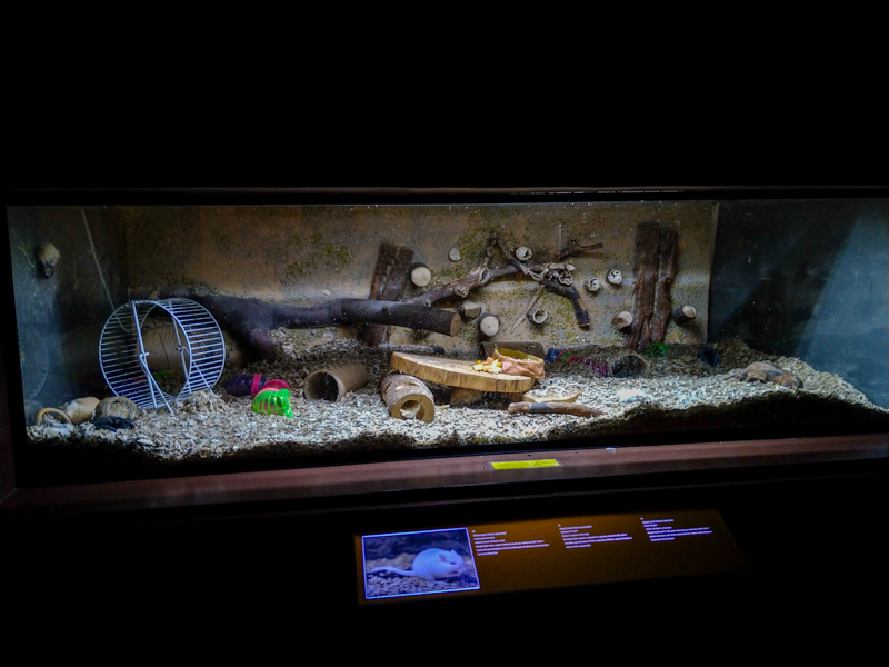 enclosure of mongolian gerbil