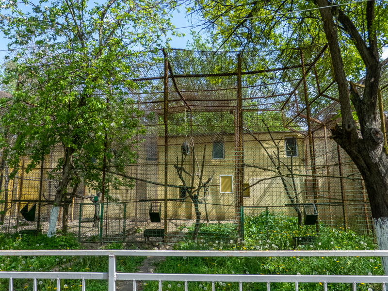 enclosure of monkeys