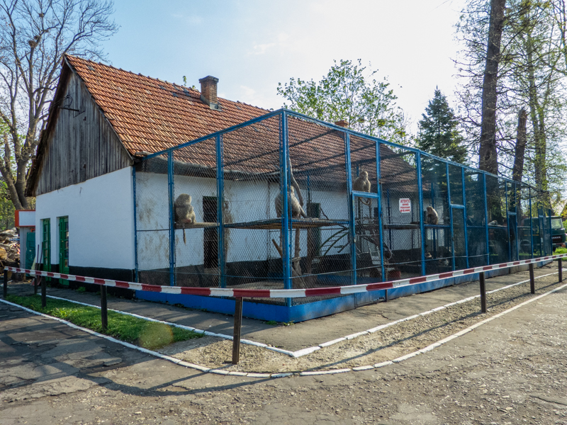 Enclosure of monkeys