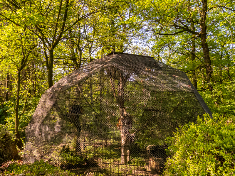 enclosure of monkeys