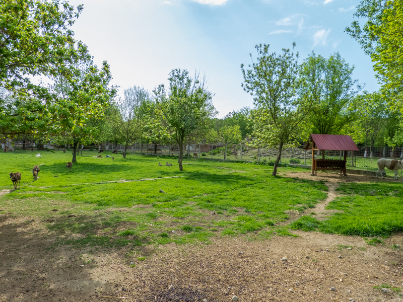 Enclosure of Mouflon