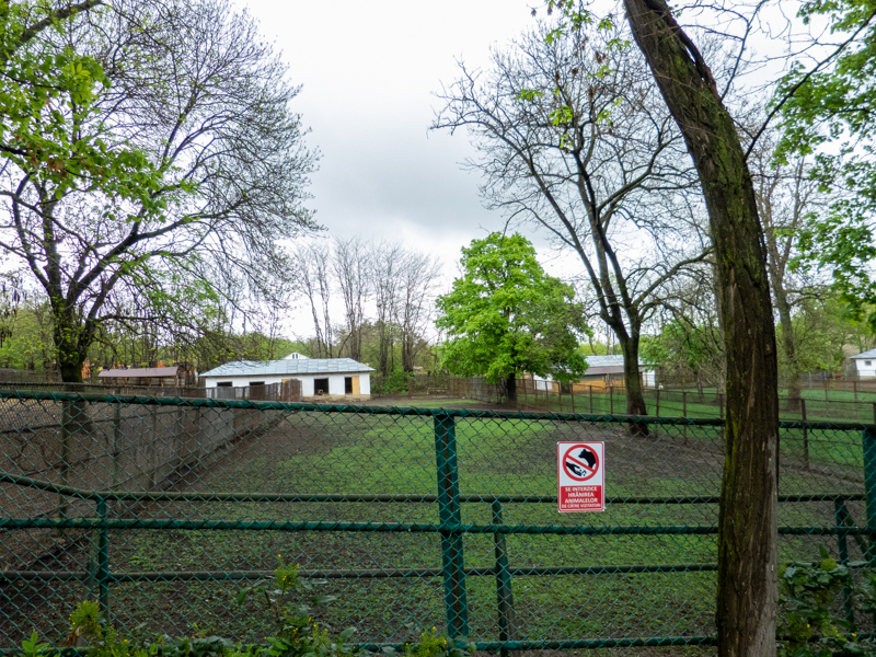 enclosure of mouflon