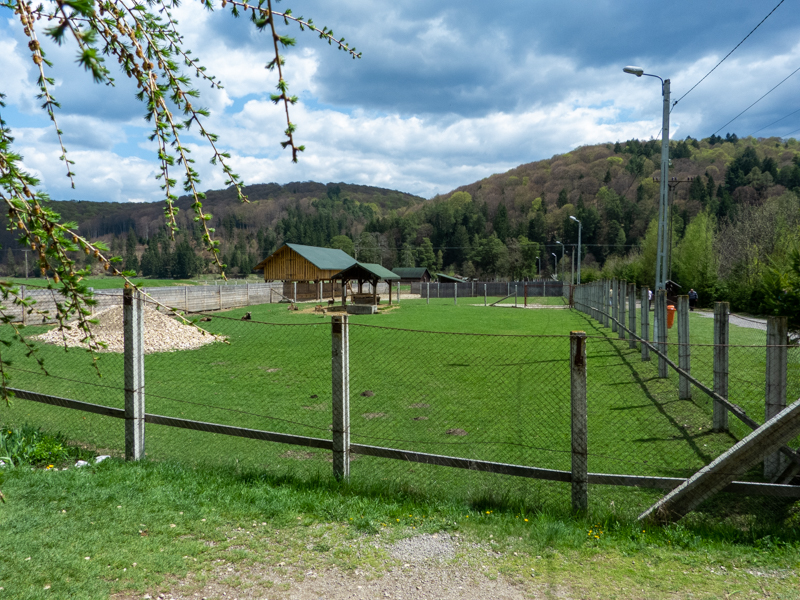 enclosure of mouflon